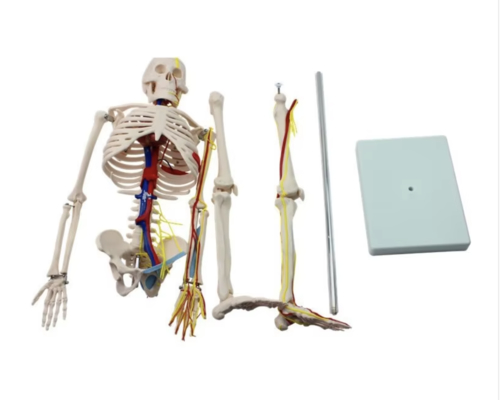 Reusable Medical Healthcare Products 85cm Anatomical Human Skeleton Model