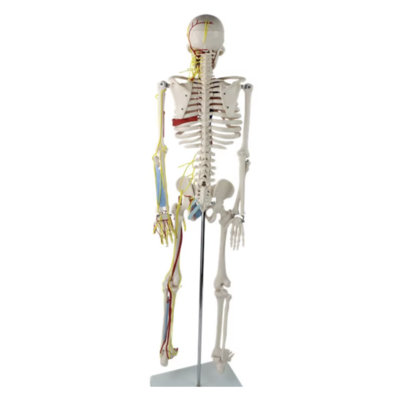 Reusable Medical Healthcare Products 85cm Anatomical Human Skeleton Model