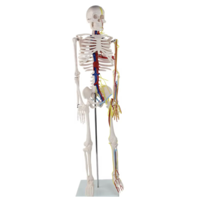 Reusable Medical Healthcare Products 85cm Anatomical Human Skeleton Model