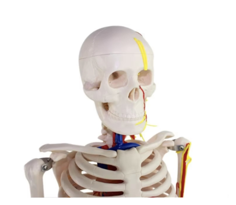 Reusable Medical Healthcare Products 85cm Anatomical Human Skeleton Model